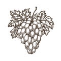 Drawn branch of grapes with leaves. Vineyard, winery, wine sketch. Vintage vector illustration Royalty Free Stock Photo