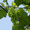 Drawn bunch of green grapes hanging on a vine