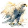 Drawn and Colored of Bald Eagle on White Background Royalty Free Stock Photo