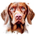 Drawn and Colored of Cute Hungarian Vizsla Dog Portrait on White Background