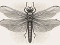 Drawn dragonfly drawn in graphic style top view. AI generated