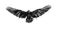 Drawn flying bird raven on white background Royalty Free Stock Photo