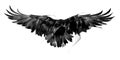 Drawn flying crow on white background front Royalty Free Stock Photo