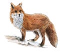 Drawn fox