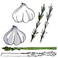 Drawn garlic, rosemary and asparagus. digital illustration. Cooking book design.