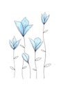 Drawn by hand. Watercolor illustration of delicate, fragile, blue, spring flowers on the stem.