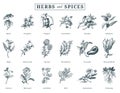 Drawn herbs and spices vector set. Botanical illustrations of organic, eco plants. Used for farm sticker,shop label etc.