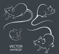 Drawn mice for design. Image of rats and mice on a white background. The contour of rodents