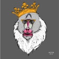 Drawn monkey. Mandrill in a crown. Vector illustration of Ape