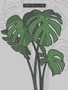 Drawn Monstera Deliciosa tropical windowleaf plant vector illustration Royalty Free Stock Photo