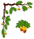 Drawn oak branch with leaves and acorns vector