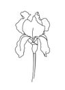 Drawn outline iris flower isolated on a white background. Abstract minimal plants.