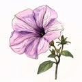 Drawn, painted flowers: purple pink petunia flowers with green stem and leaves. Flowering flowers, a symbol of spring, new life Royalty Free Stock Photo