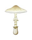 Amanita phalloides pencil watercolor drawn, poisonous mushroom, death cap. Deadly mushroom, poisonous mushroom.