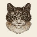 Drawn portrait of cute kitten. Cat, animal, pet sketch. Vintage vector illustration Royalty Free Stock Photo