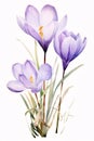 Drawn, purple crocus flower on isolated white background. Flowering flowers, a symbol of spring, new life Royalty Free Stock Photo