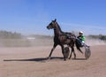 Drawn by a racing horse with rider Competitions horses trotting breeds Novosibirsk racetrack horse and rider