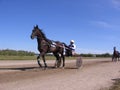 Drawn by a racing horse with rider Competitions horses trotting breeds Novosibirsk racetrack horse and rider