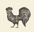 Drawn rooster vintage vector illustration, sketch