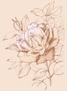 Drawn rose