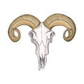 Drawn skull of a mountain sheep with horns in retro style. Royalty Free Stock Photo