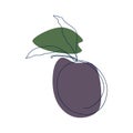 Drawn by a solid line plum with leaves