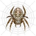 Drawn spider with eight eyes and web
