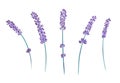 Drawn sprigs of lavender, decorative elements