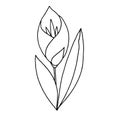 Drawn stylized tulip. Black and white vector image. Royalty Free Stock Photo