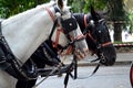 Drawn by two beautiful horses, black and white, standing in the center of the city for the entertainment of tourists Royalty Free Stock Photo