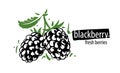 Drawn vector blackberry on a white background