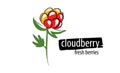 Drawn vector cloudberry on a white background Royalty Free Stock Photo