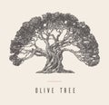 Drawn vector illustration olive tree label oil Royalty Free Stock Photo