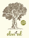 Drawn vector illustration olive tree label oil Royalty Free Stock Photo