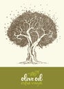 Drawn vector illustration olive tree label oil Royalty Free Stock Photo