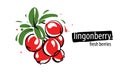 Drawn vector lingonberry on a white background