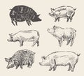 Drawn vector pigs Mangalica pork restaurant menu