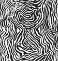 Drawn vector of zebra fur texture print, pattern Royalty Free Stock Photo