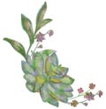 Drawn Watercolor Succulent Flower Vector Illustration Royalty Free Stock Photo