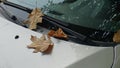 Draws fallen leaves a picture of autumn on the hood of a car.