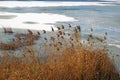 Dread reed plants on the frozen lake