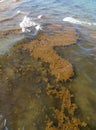 Dreaded Sargasso Seaweed floats aimlessly to a Miami Beach Royalty Free Stock Photo