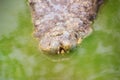 Dreadful crocodile is emerging from the water with a toothy grin