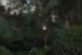 Dreadful spider on his net in dark forest