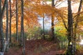 Dream autumn forest Royalty Free Stock Photo