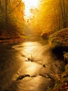 Dream of autumn mountain river covered by orange beech leaves. Fresh green leaves on branches above water make colorful refle Royalty Free Stock Photo