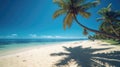 Dream beach with palm tree over the sand