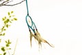 Dream catcher close-up on a white sky background. Blurred background Royalty Free Stock Photo