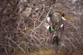 Dream catcher with natural feathers and beads in the forest. Autumn time