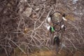 Dream catcher with natural feathers and beads in the forest. Autumn time Royalty Free Stock Photo